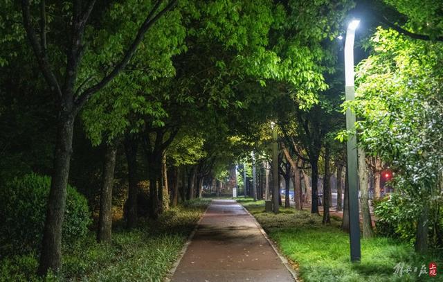 世纪公园24小时开放：夜跑族喜欢，凌晨还有人散步