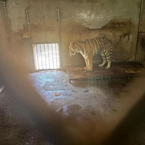 阜阳成立调查组全面调查“20只东北虎死亡”，与动物园合作的公司：曾对这些动物进行救助
